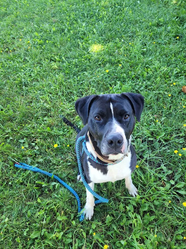 An adult large-sized female black Mixed Breed dog named Moon Pie for adoption