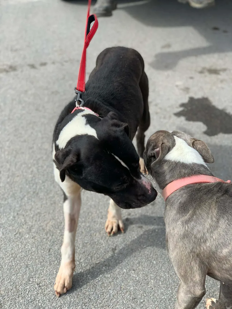 Moon Pie thumbnail 4