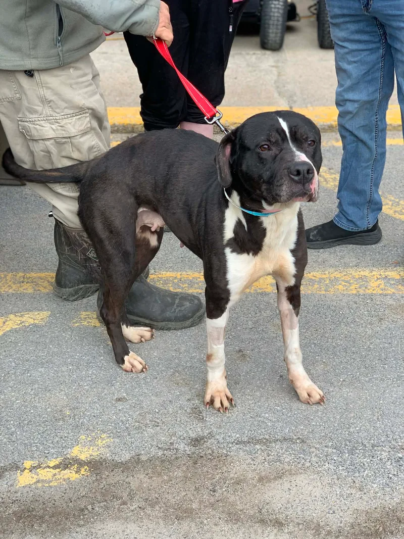 Moon Pie thumbnail 2