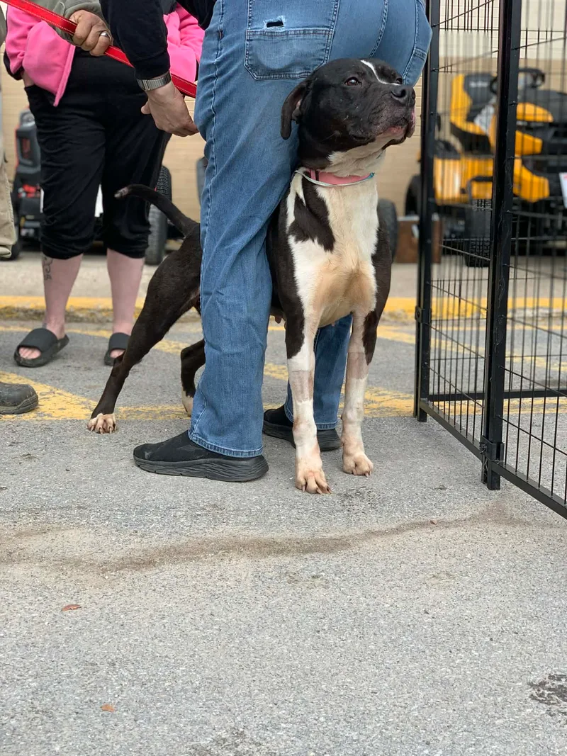 Moon Pie thumbnail 5