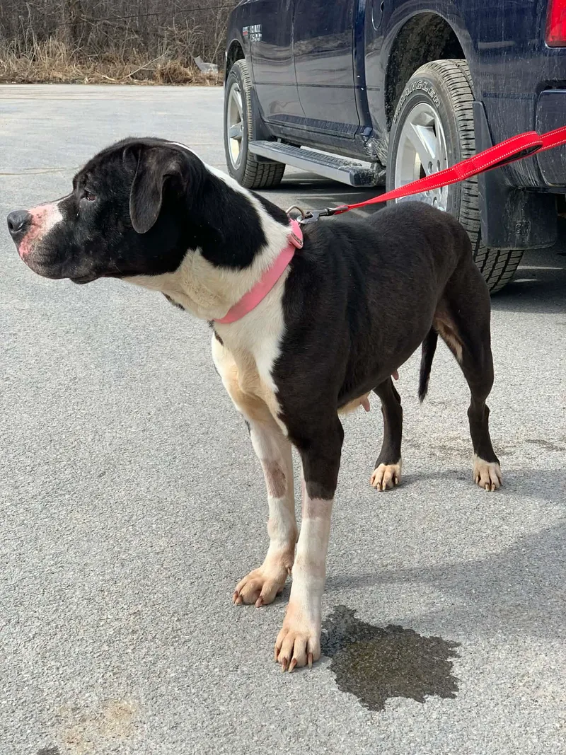 Moon Pie thumbnail 3