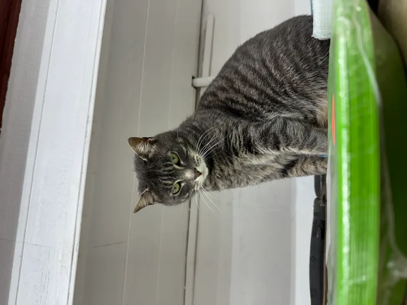 A young medium-sized female American Shorthair cat named Scruffles for adoption in New York, NY