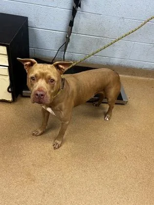 A senior large-sized male Mixed Breed dog named Darnell for adoption in Chamblee, GA
