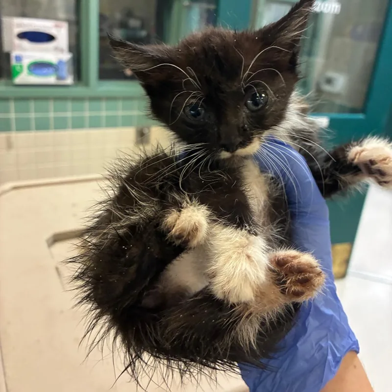 A baby small-sized female Black Domestic Medium Hair cat named Raven for adoption in Pasadena, CA