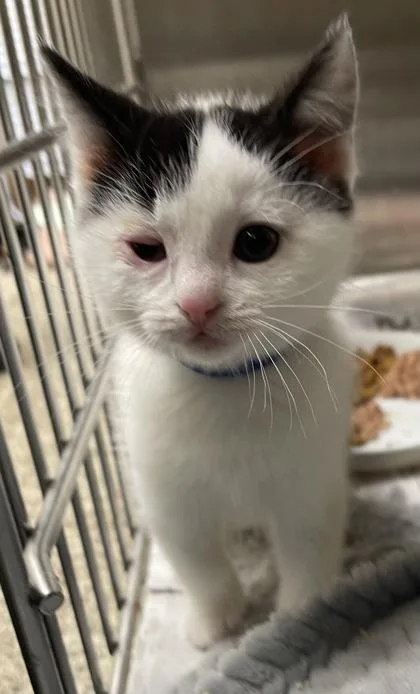 A baby small-sized male Domestic Short Hair cat named Olaf for adoption in Westland, MI