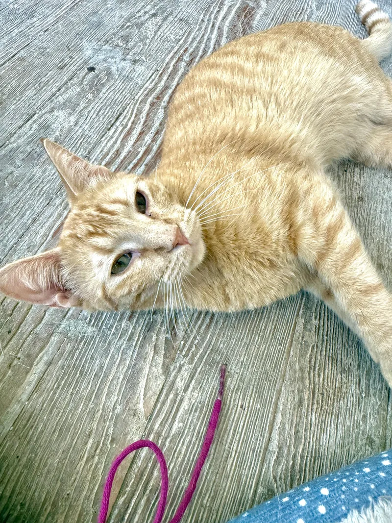 A young medium-sized male Tabby (Orange / Red) Domestic Short Hair cat named Buddy for adoption in Shreveport, LA