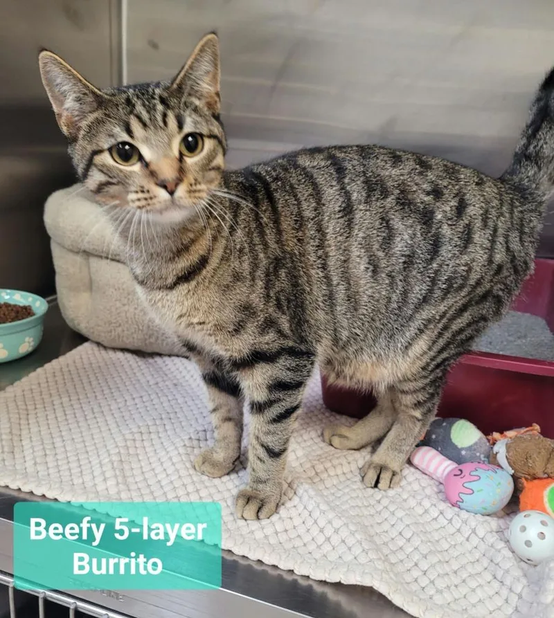 A baby medium-sized male Domestic Short Hair cat named Beefy layer burrito for adoption in Richmond, IN