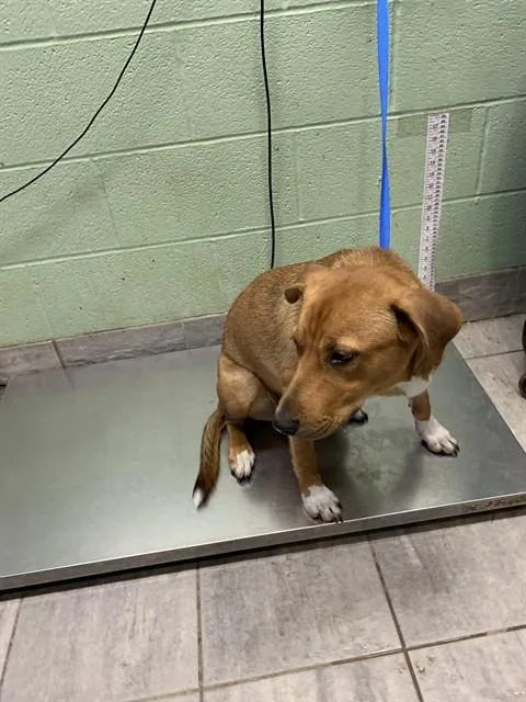 A young medium-sized female American Staffordshire Terrier dog named Bagel for adoption in Grand Prairie, TX