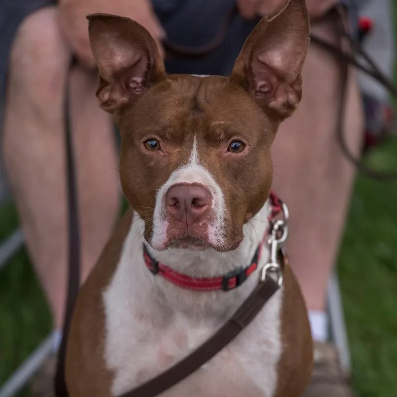 Ralphie  PUPS  thumbnail 5