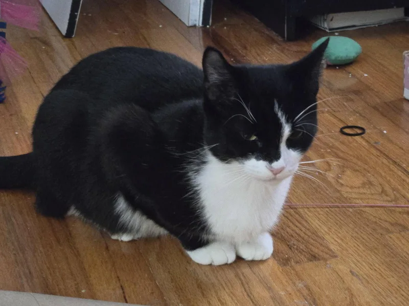 An adult medium-sized female Black & White / Tuxedo Domestic Short Hair cat named Suzanne Collins for adoption in Trenton, NJ