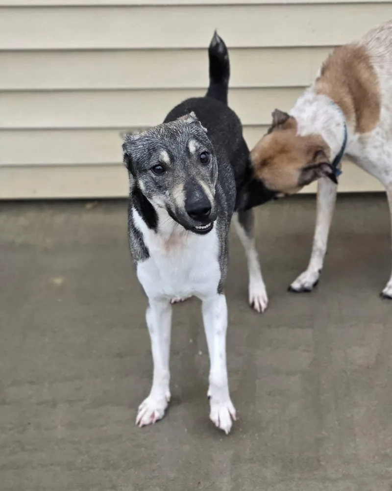 A young medium-sized male Gray / Blue / Silver Australian Cattle Dog / Blue Heeler dog named Banjo for adoption in Terre Haute, IN