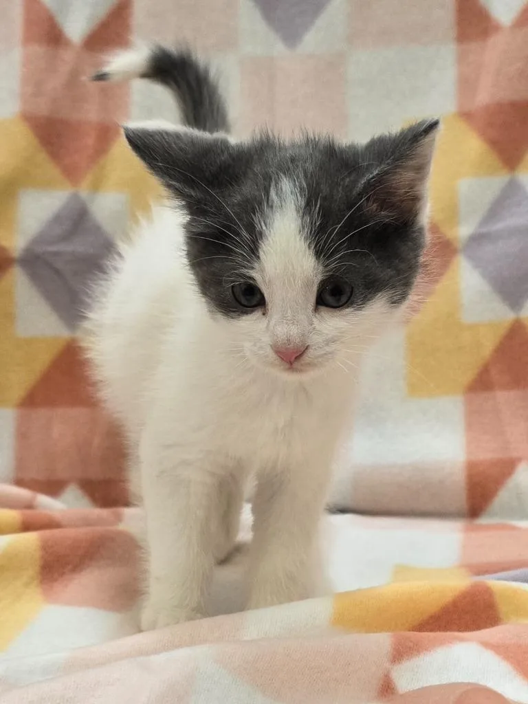 A baby small-sized male Domestic Short Hair cat named Hibiscus for adoption in Murphysboro, IL