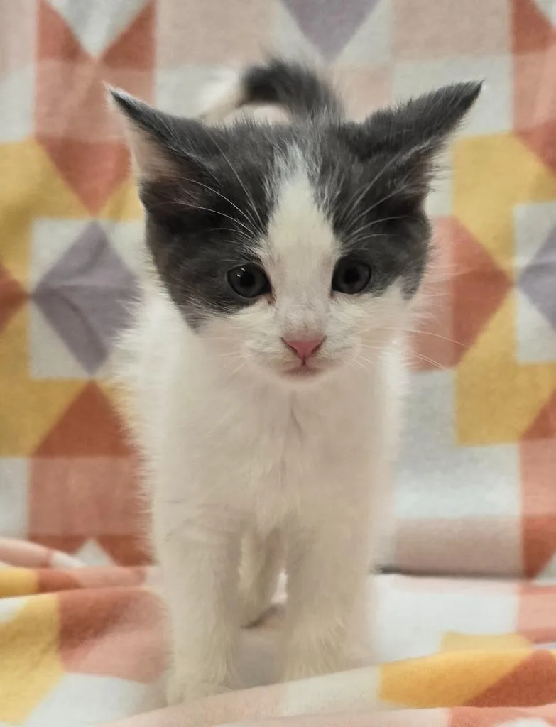 Hibiscus thumbnail 2