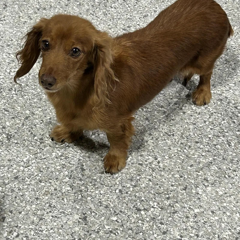 Sheila. . Lbs thumbnail 2