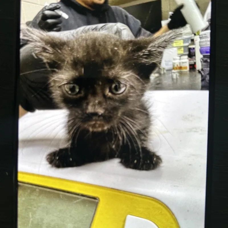 A baby small-sized female Black Domestic Short Hair cat named Ana for adoption in Lufkin, TX
