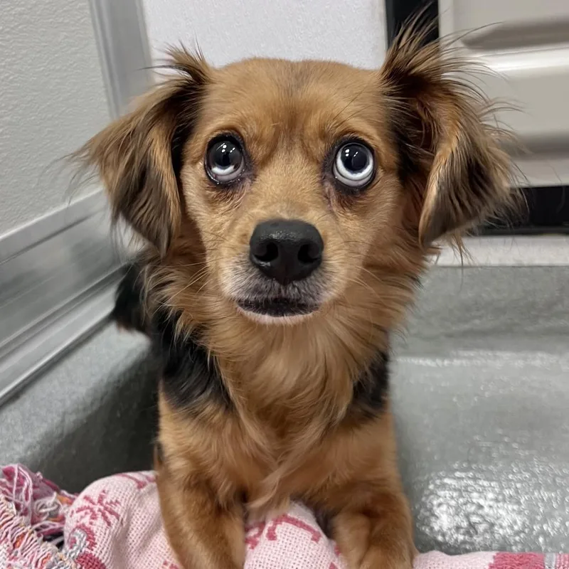 An adult small-sized female Brown / Chocolate Papillon dog named Pigeon for adoption in Chicago, IL