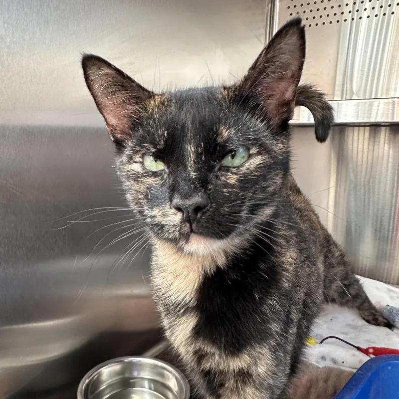 A young medium-sized female Tortoiseshell Domestic Short Hair cat named Tortellini for adoption in Sarasota, FL