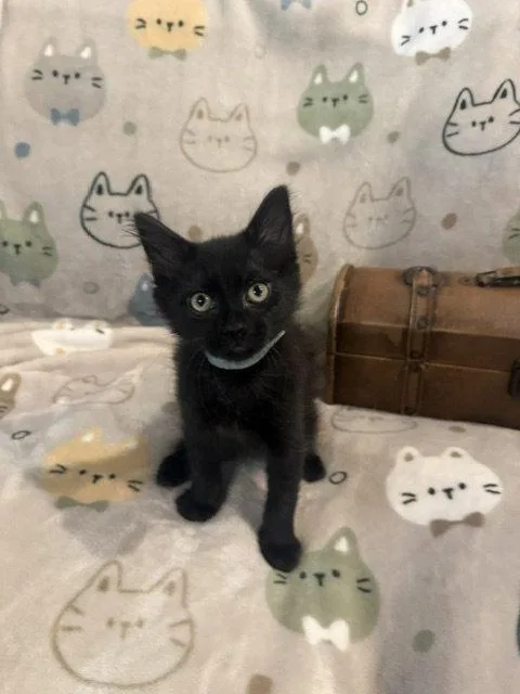 A baby medium-sized male Black Domestic Short Hair cat named Bill for adoption in Wesley Chapel, FL