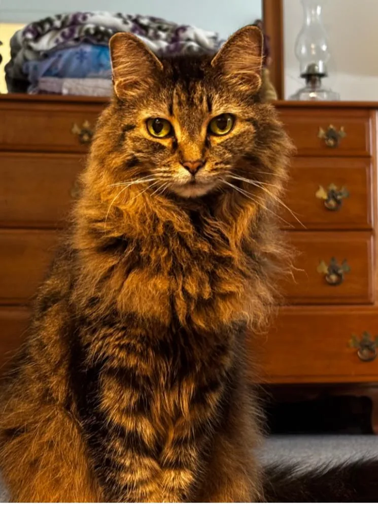 An adult small-sized female Domestic Medium Hair cat named Shadow for adoption in Indiana, PA