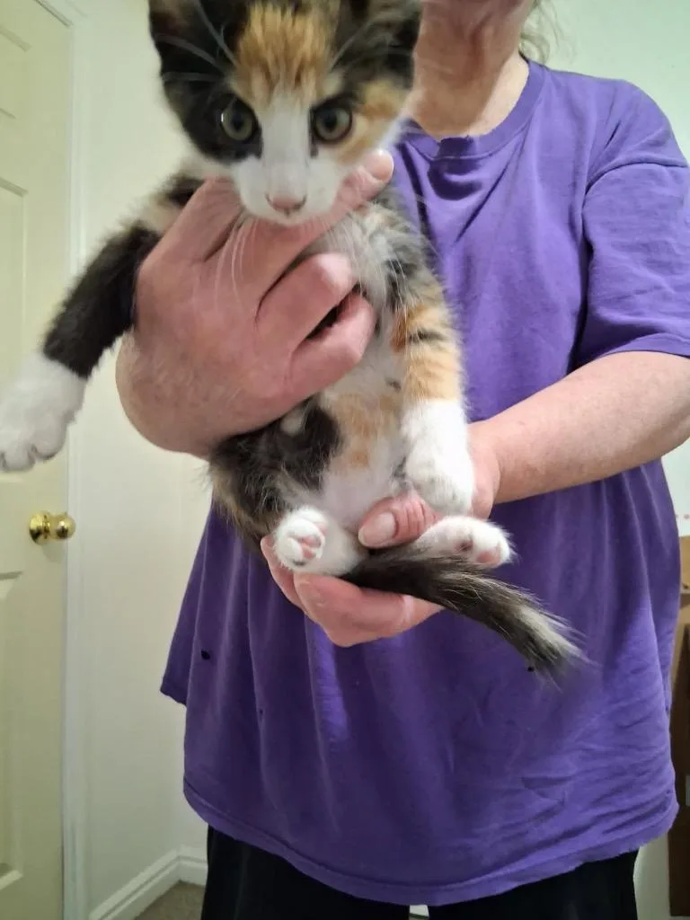 A baby medium-sized female Domestic Medium Hair cat named Cardi for adoption in Heber City, UT