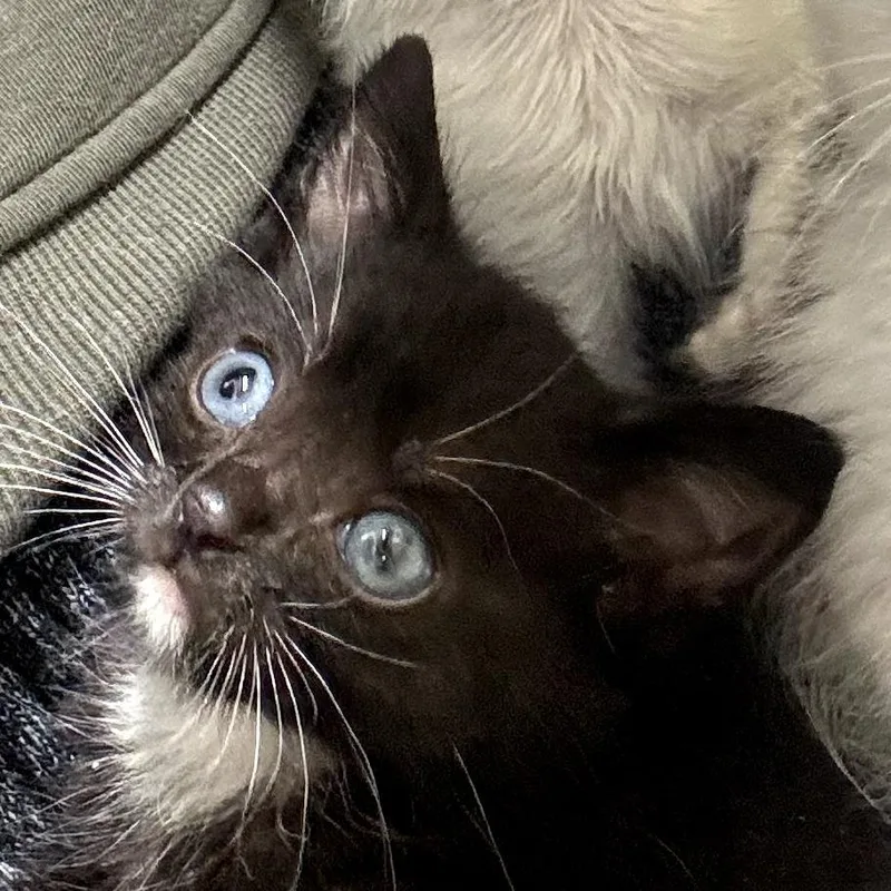 A baby small-sized male Black Domestic Short Hair cat named Bolt for adoption in Long Beach, CA