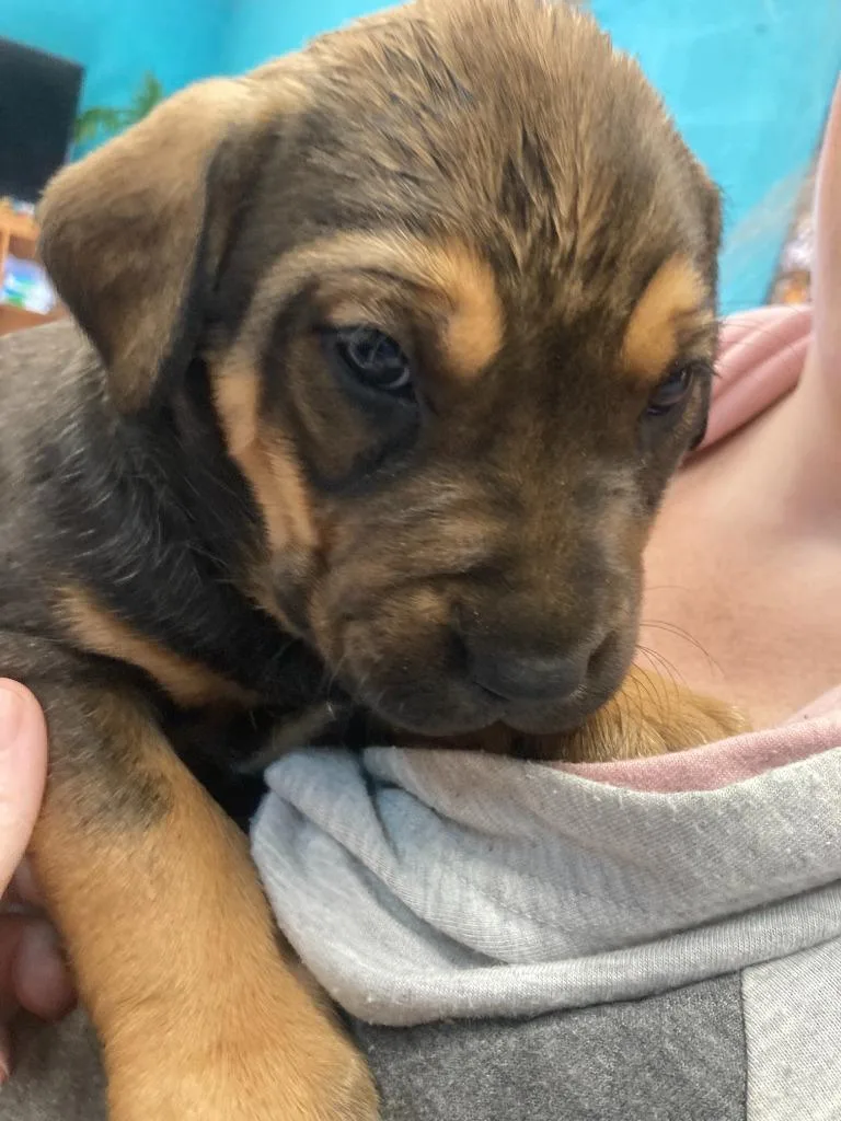 A baby small-sized female American Staffordshire Terrier dog named Nutmeg for adoption in Burnsville, NC