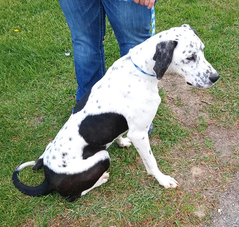 A young medium-sized female White / Cream English Pointer dog named Sadie for adoption in Westland, MI