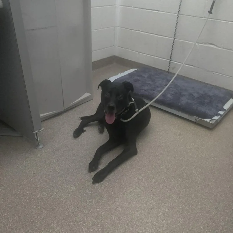 Charcoal thumbnail 2