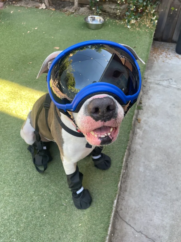 An adult large-sized male Gray / Blue / Silver American Staffordshire Terrier dog named Louie for adoption in Los Angeles, CA