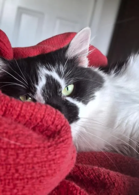 A young medium-sized male Domestic Medium Hair cat named Bjorn for adoption in Chicago, IL