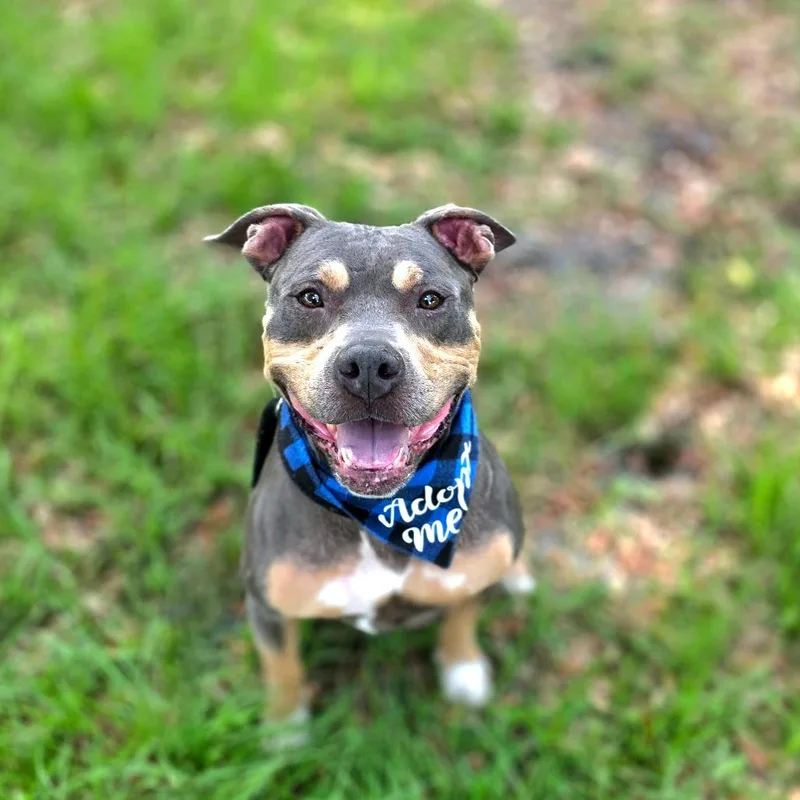 An adult medium-sized male Brown / Chocolate Mixed Breed dog named Cannoli for adoption in Port Charlotte, FL