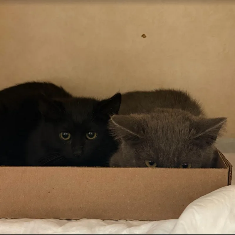 A baby small-sized female Black Domestic Short Hair cat named Toofy for adoption in Westminster, CA