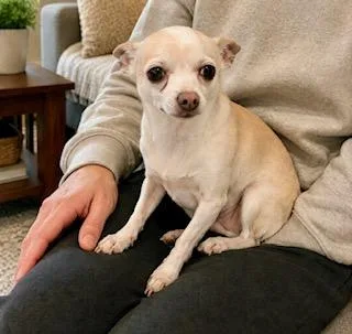 A young small-sized male Yellow / Tan / Blond / Fawn Chihuahua dog named Ozzy for adoption in Tifton, GA