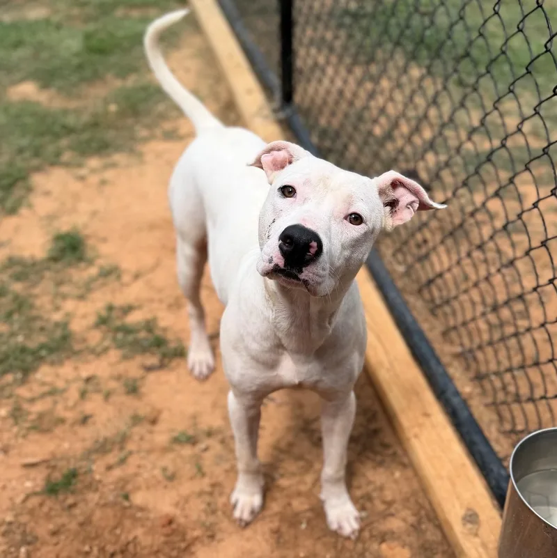 An adult medium-sized male Mixed Breed dog named Knox for adoption in Summerdale, AL