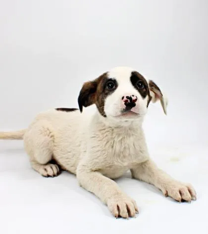 A baby medium-sized male Australian Shepherd dog named Harold for adoption in Morton Grove, IL