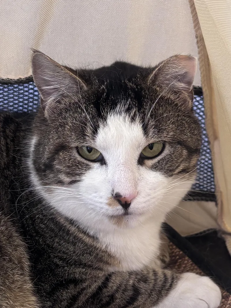 An adult medium-sized male Domestic Short Hair cat named Ponyto for adoption in Beacon, NY