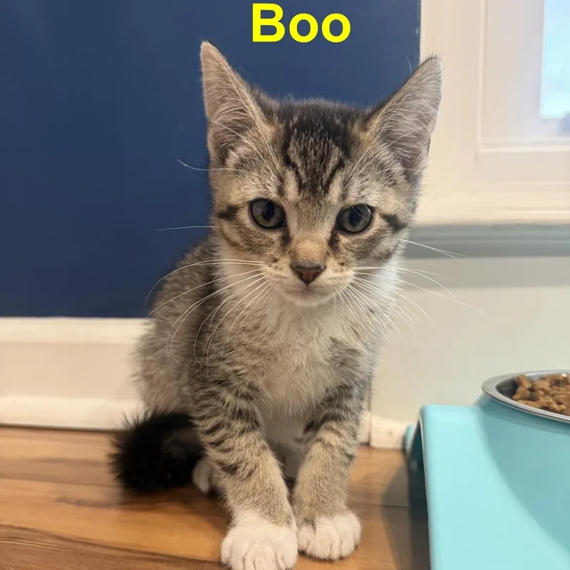 A baby small-sized male Tabby (Brown / Chocolate) American Shorthair cat named Boo for adoption in Rochester, NY