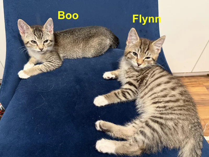 Boo thumbnail 2