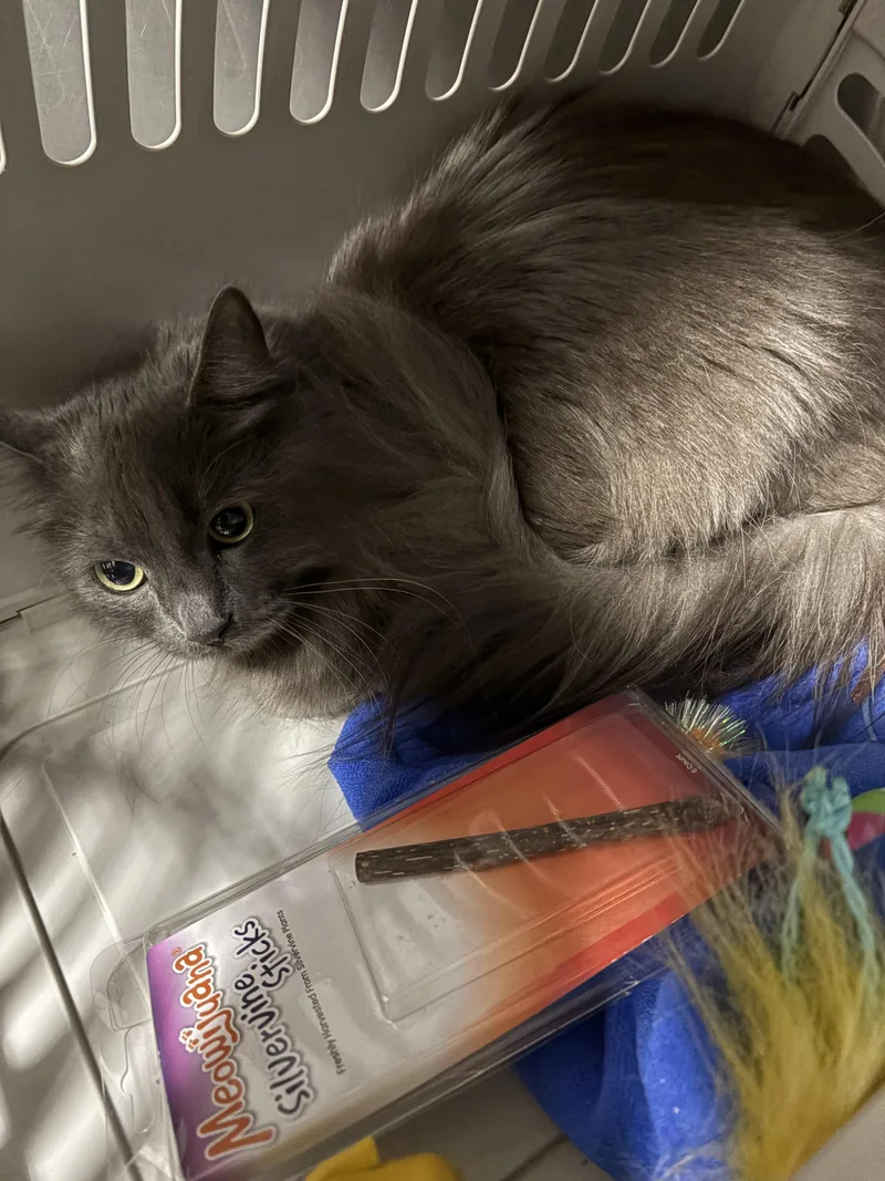 A young small-sized female Domestic Short Hair cat named Shady for adoption in Chatsworth, CA