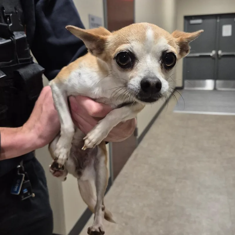 A senior small-sized female Yellow / Tan / Blond / Fawn Mixed Breed dog named Wawa for adoption in Lake Panasoffkee, FL
