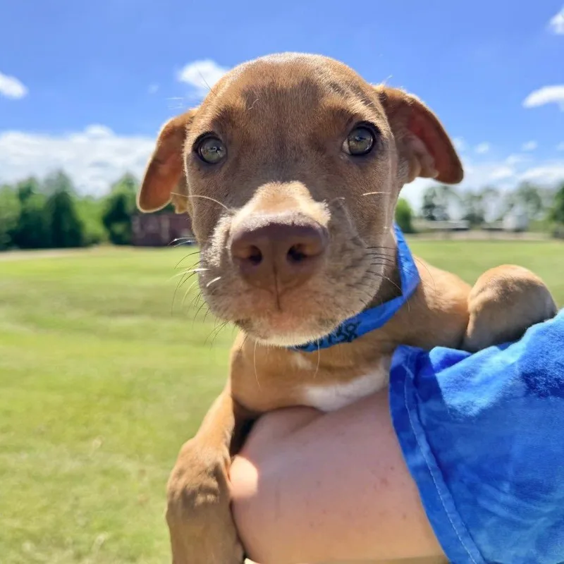 A baby medium-sized male Yellow / Tan / Blond / Fawn Mixed Breed dog named Mumble for adoption in Binghamton, NY