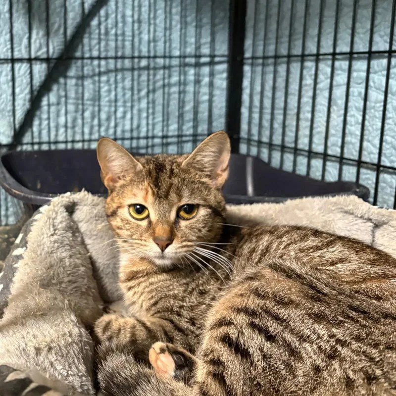 A young medium-sized female Brown / Chocolate Domestic Short Hair cat named Twisted Bliss for adoption in Fredericksburg, VA