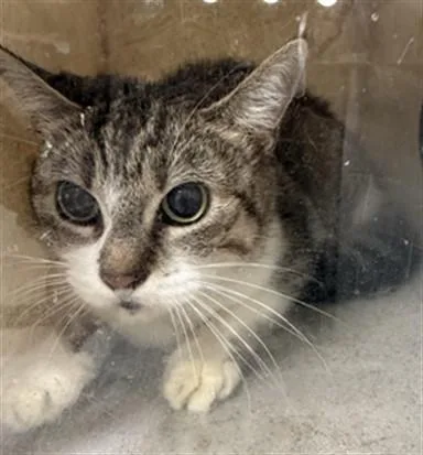 An adult medium-sized female Domestic Short Hair cat named Gretchen for adoption in Los Angeles, CA