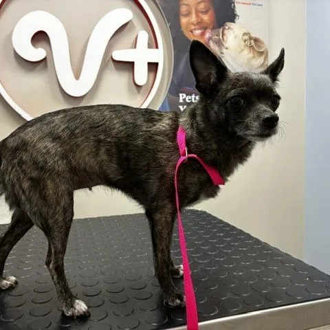 An adult small-sized female Brindle Chihuahua dog named Bambi for adoption in North Las Vegas, NV