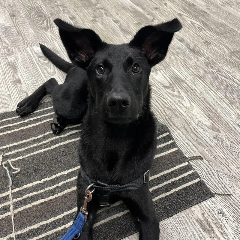A young medium-sized male German Shepherd Dog named Ace for adoption in Hollis, NH
