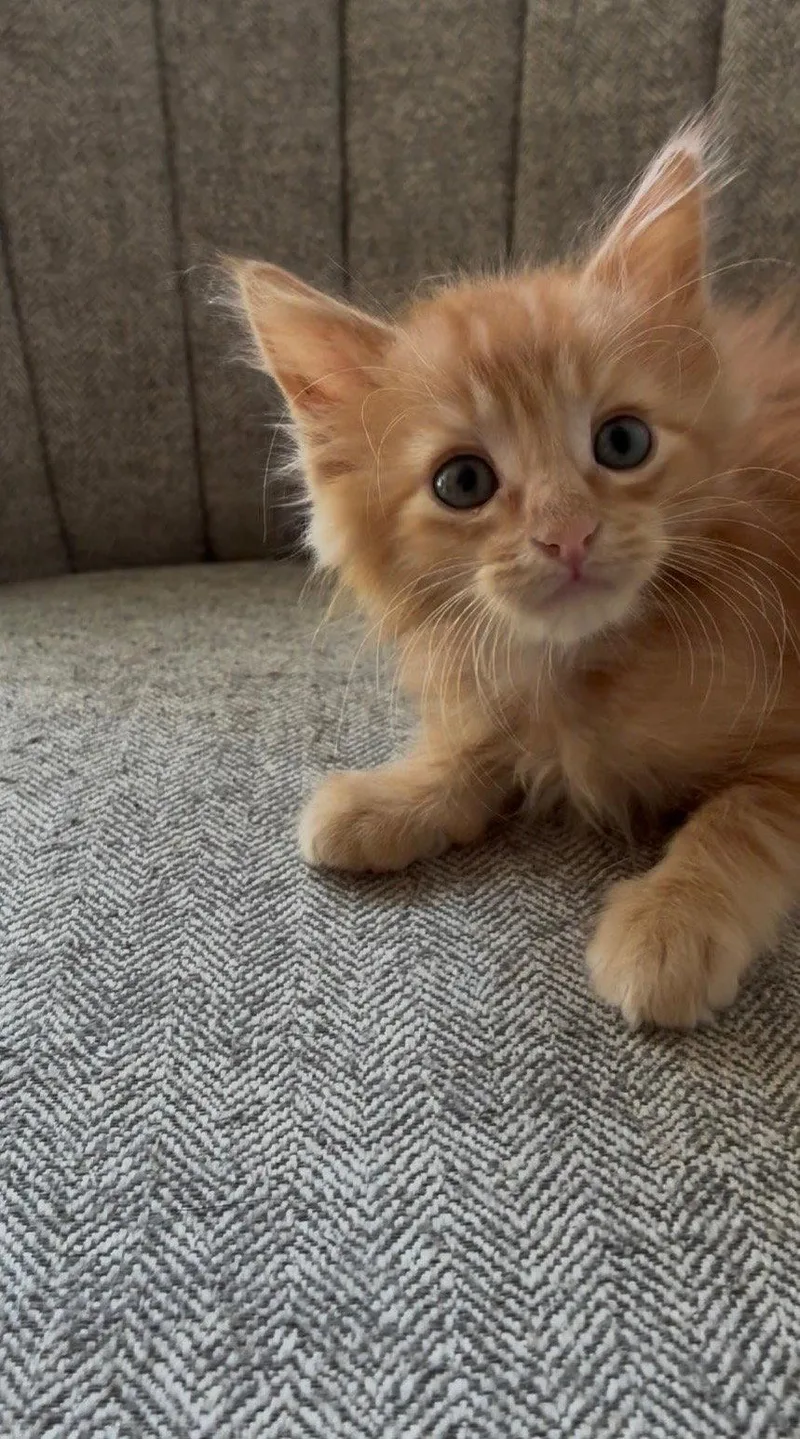 A baby medium-sized male Orange / Red Domestic Short Hair cat named Oboe for adoption in Social Circle, GA