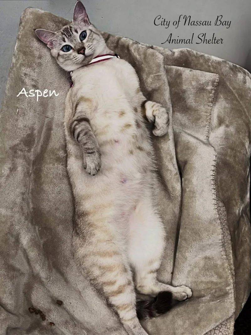 A young medium-sized female Domestic Short Hair cat named F Aspen for adoption in Nassau Bay, TX