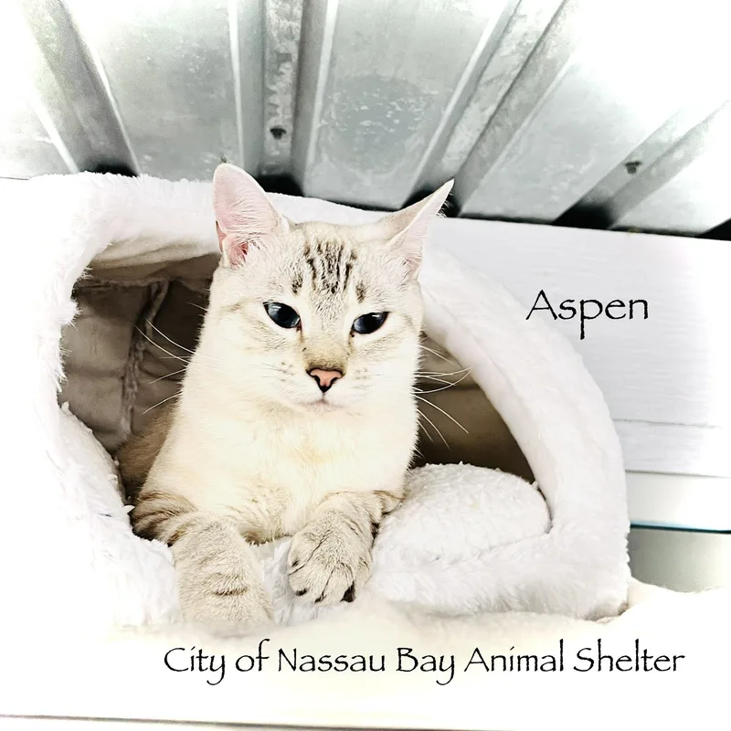F Aspen thumbnail 2