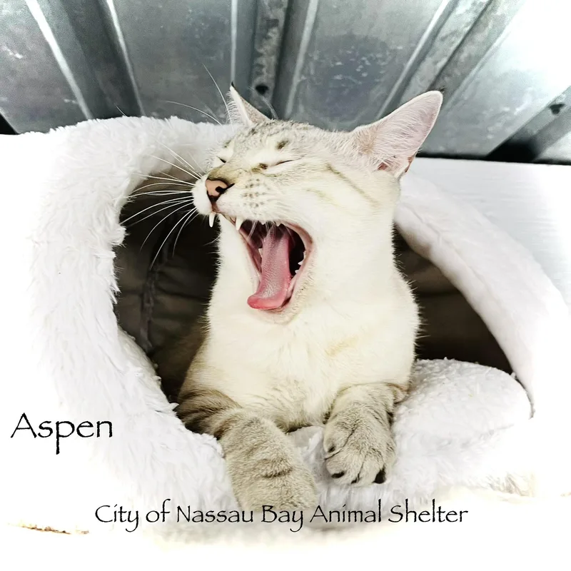F Aspen thumbnail 3