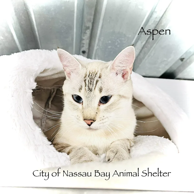 F Aspen thumbnail 4